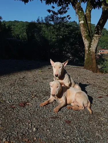 Bull Terrier 