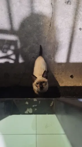 Gato abandonado na rua precisa de lar