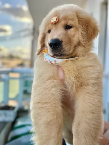 GOLDEN RETRIEVER MACHO DISPONÍVEL