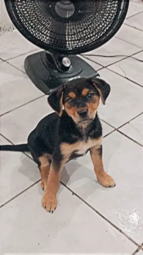 Doação filhote de cachorro fêmea 3 meses