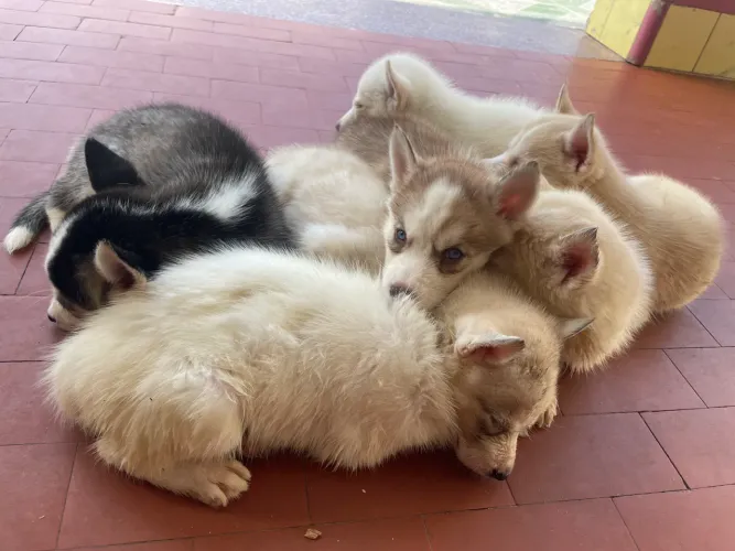 Filhotes de Husky Siberiano genética perfeita