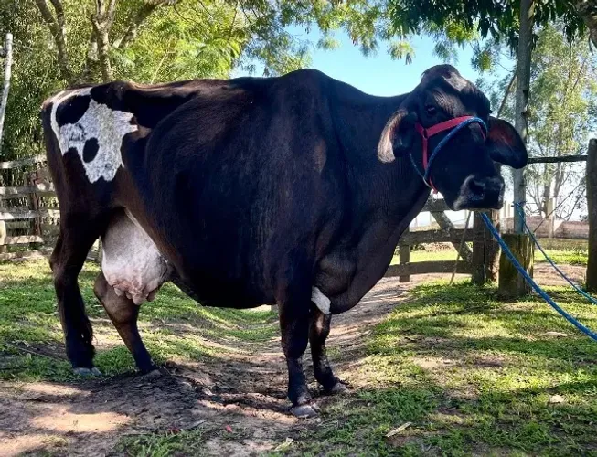 Vaca Jersolanda Inseminada sexada de fêmea