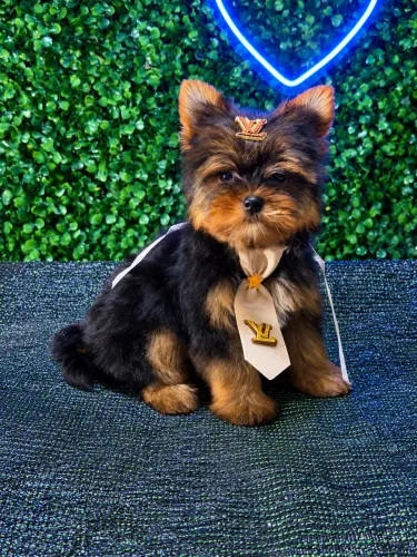 Yorkshire Terrier