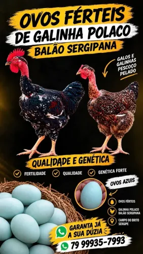 Ovos férteis de galinha polaco balão sergipana