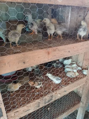 Vende pintinho caipira