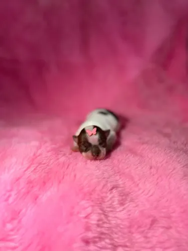 chihuahua Para Reserva choco- branca 