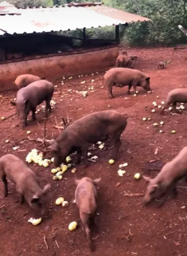 Porcada caipira legítima