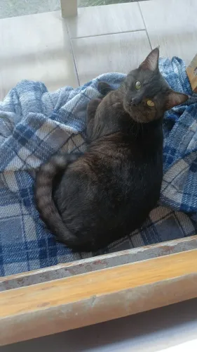 Doa-se Gato Macho