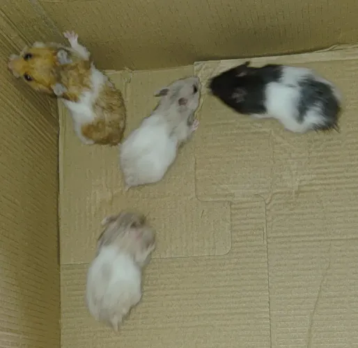 Hamster Sírio