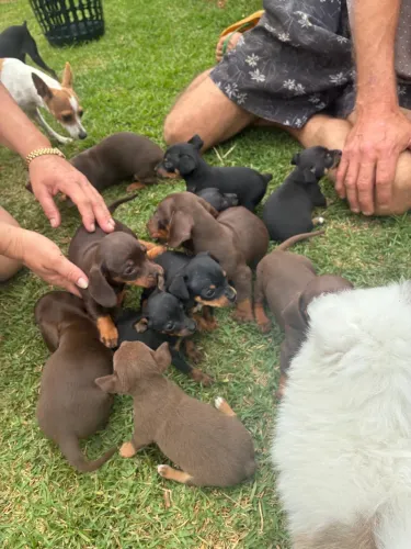 Filhote de Pinscher