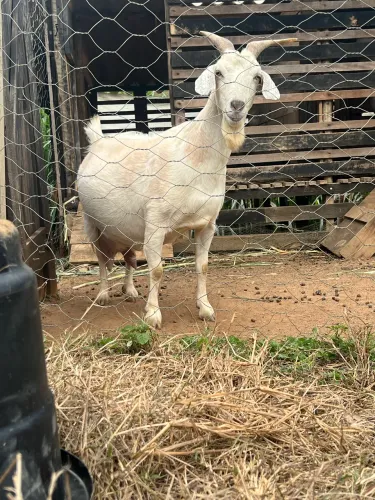 Cabras boas de leite 