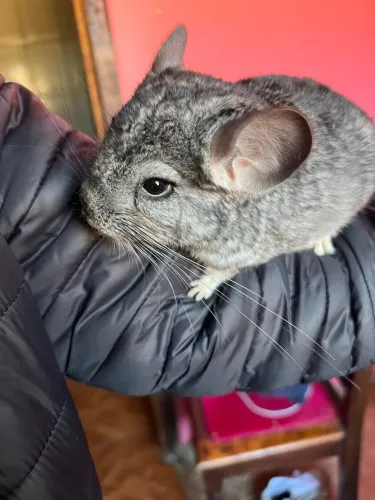 Chinchila macho 