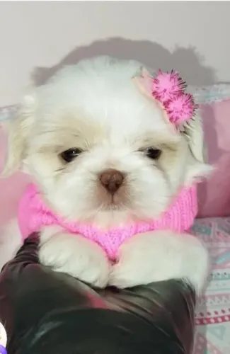 Shih Tzu minis raridade puros