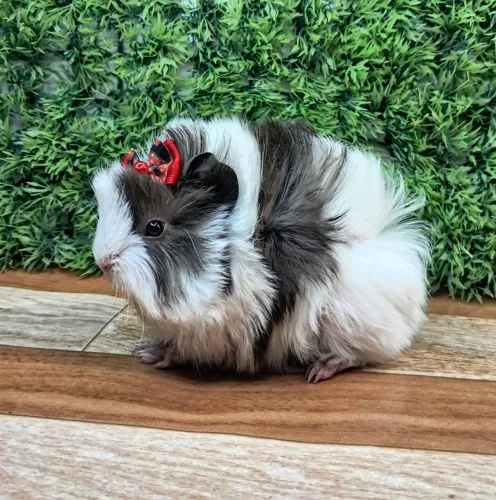 Porquinho da india