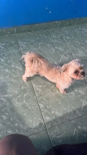 Shihtzu vendo