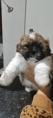Cachorro filhote chitzu Shih Tzu macho