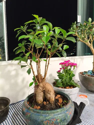 Bonsai Ficus
