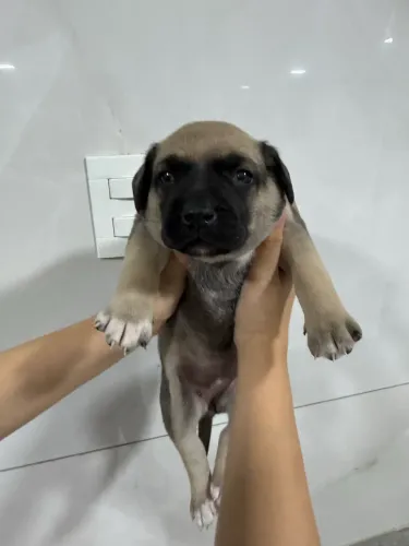 Cachorro macho fila brasileiro