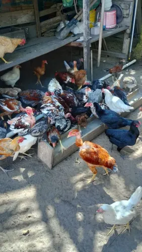 Frango Caipira