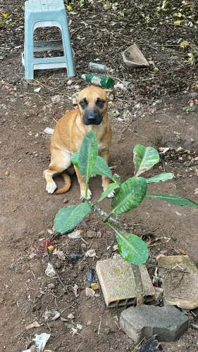 DOAÇÃO DE CACHORRO 