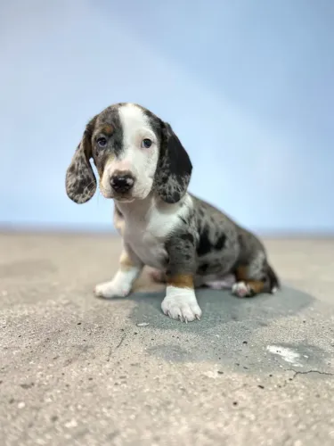 Daschund Mini