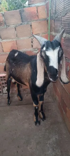 Bode