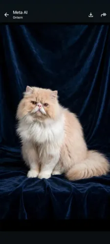 Gato persa macho padrao show, 10 meses, Porro Alegre