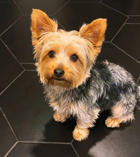 Yorkshire Terrier