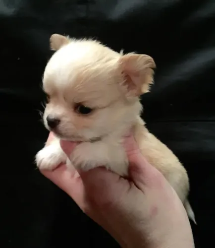 Chihuahua inteligente e elegante