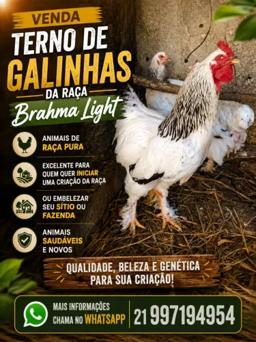 galinha