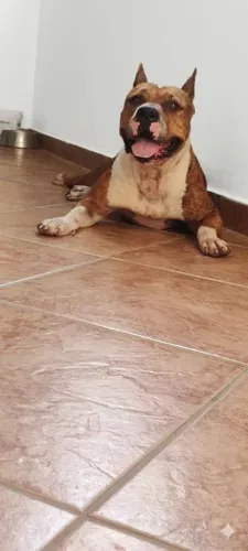 Pitbull