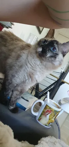 Gatinha de 4 anos