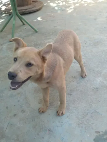 Doação de Chow Chow Macho Mistiço 