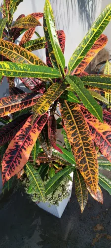 Planta Croton Colorida + Vaso Grande