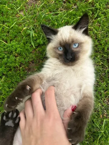 Ragdoll fêmea