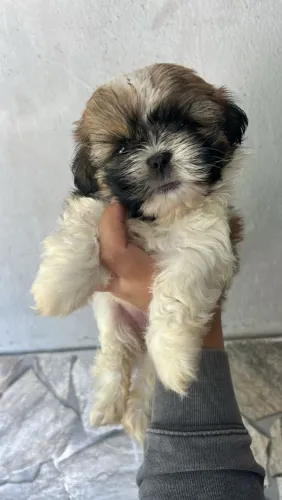 Shih tzu amor em quatro patas nesse dia dos namorados 