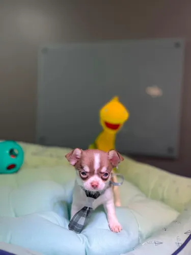 CHIHUAHUA FILHOTE