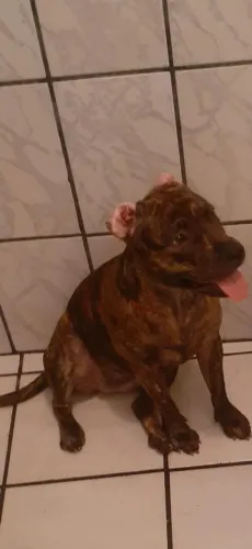 Cadela para doação 