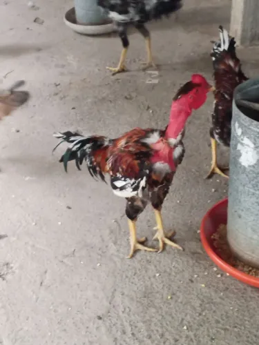 Estou vendendo galos