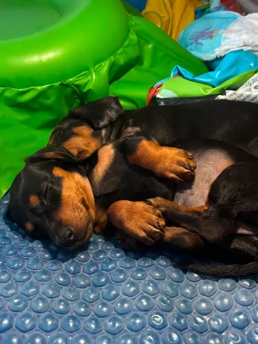 LINDA PRINCESA BASSET DACHSHUND BLACK AND TAN STANDARD