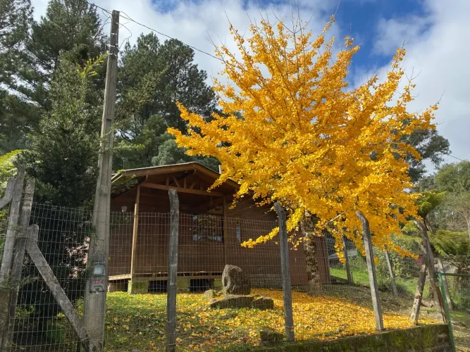 ? OPORTUNIDADE EM GRAMADO - CASA EM CEDRO PRÓXIMA AO SNOWLAND ?
