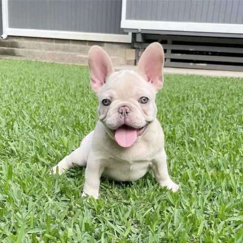Bulldogue Francês - Não Perde Muito Tempo Para Adquirir