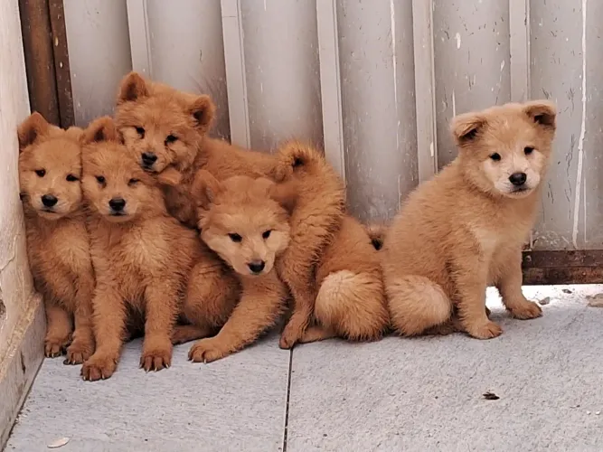 Chow Chow