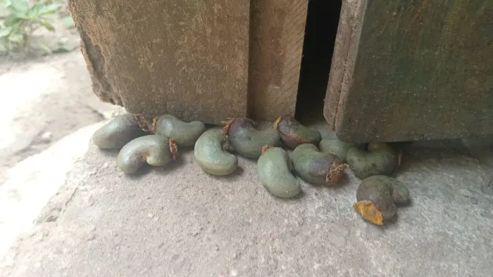 Castanha de Caju