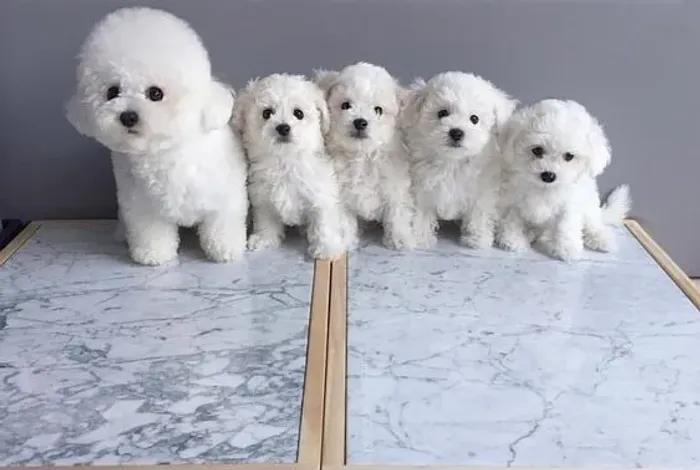 Bichon Frise Machos e Femeas