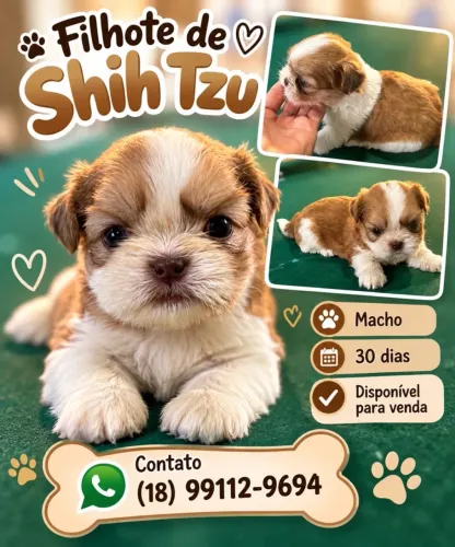 Shih tzu