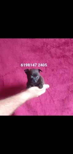 Lindo filhotinho de pinscher zero a pronta entrega