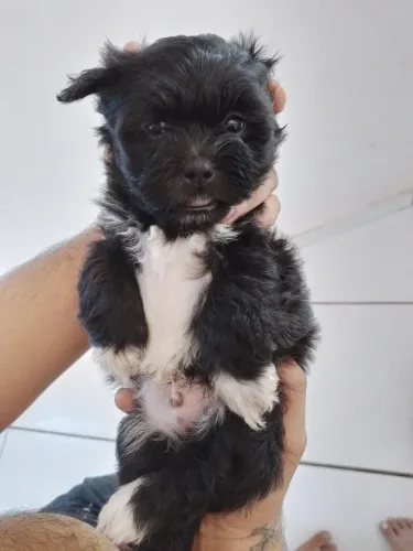 Vendo lhasa Apso 