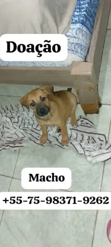 Cachorrinho para adoção 
