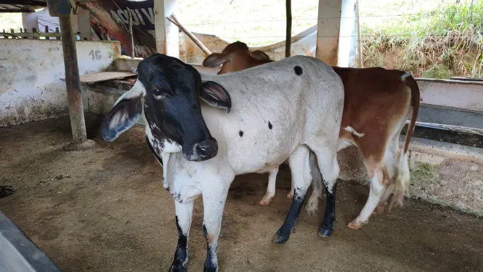 Garrotas , Novilhas 